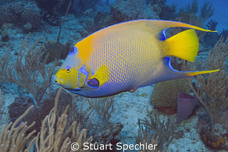 Natural beauty of a queen angelfish in her realm. by Stuart Spechler 