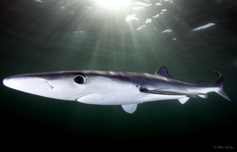 Last but not least: A Blue in the spot light ;) by Allen Walker 