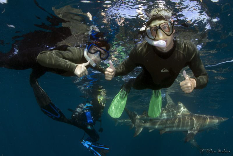 Non Divers doing what Shark Divers do!! (Signals are a de... by Allen Walker 