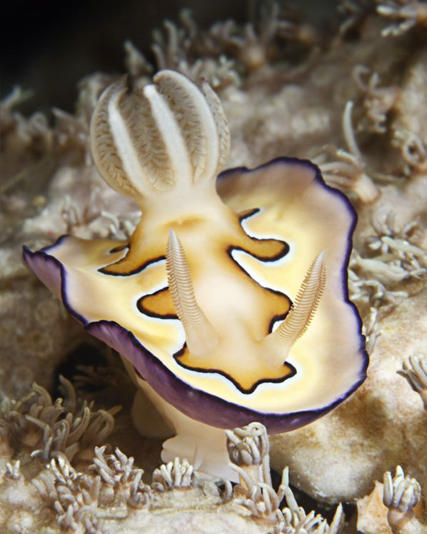 GAUDY

Chromodoris coi_Prachtsternschnecke Coi_ by Jörg Menge 