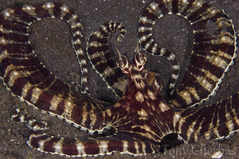 Mimic by Tony Cherbas 