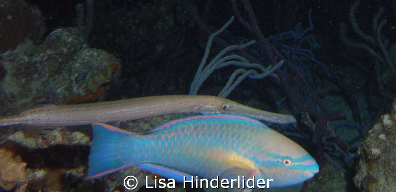Parrot & his shadow beginning their hunting day in the ea... by Lisa Hinderlider 