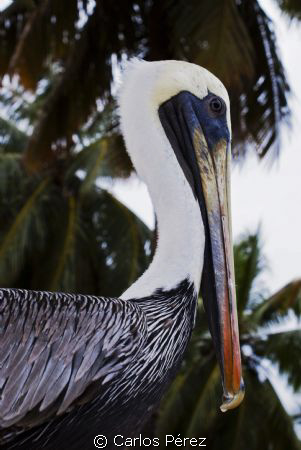 Male beauty..at Aguadilla Puerto Rico by Carlos Pérez 