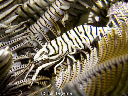 Super Fat Crinoid Shrimp, G12 + UCL165 by Jun Tagama 