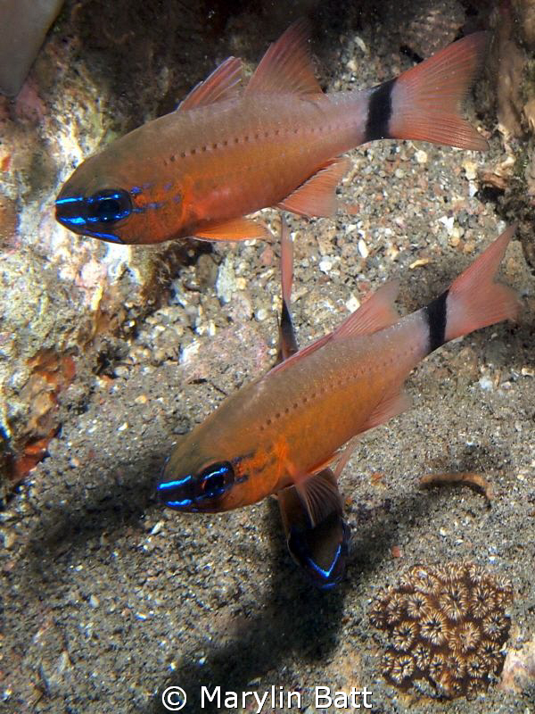 Cardinal fish in muck area in Dumaguete.
Olympus pen 1 a... by Marylin Batt 