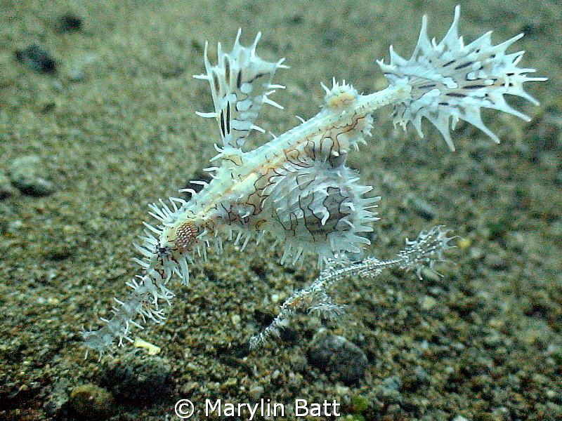 Pair of ghost Pipefish, so beautiful. by Marylin Batt 