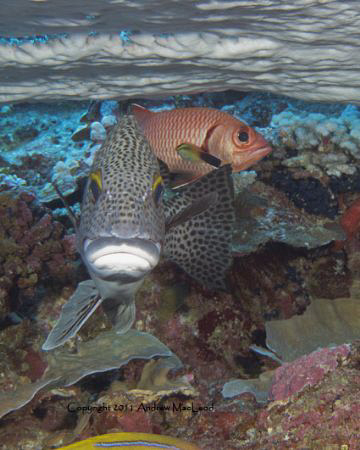 a nice second day diving in Niue with some friends. Canon... by Andrew Macleod 