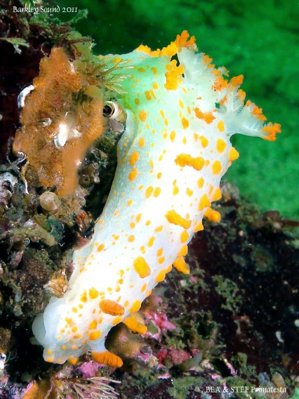 Clown nudibranch (Triopha catalinae). by Bea & Stef Primatesta 