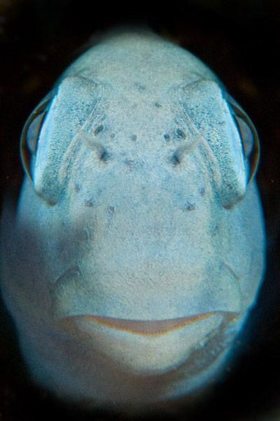A Red Sea Blenny looking rather more like an Alien... by Paul Colley 