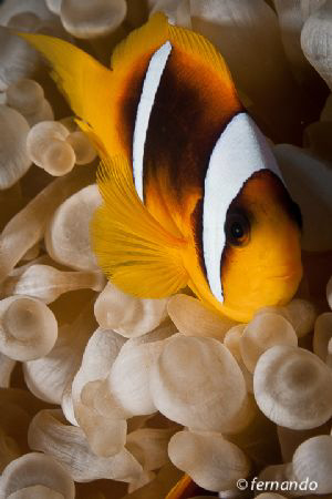 ClownFish by Fernando García Sas 