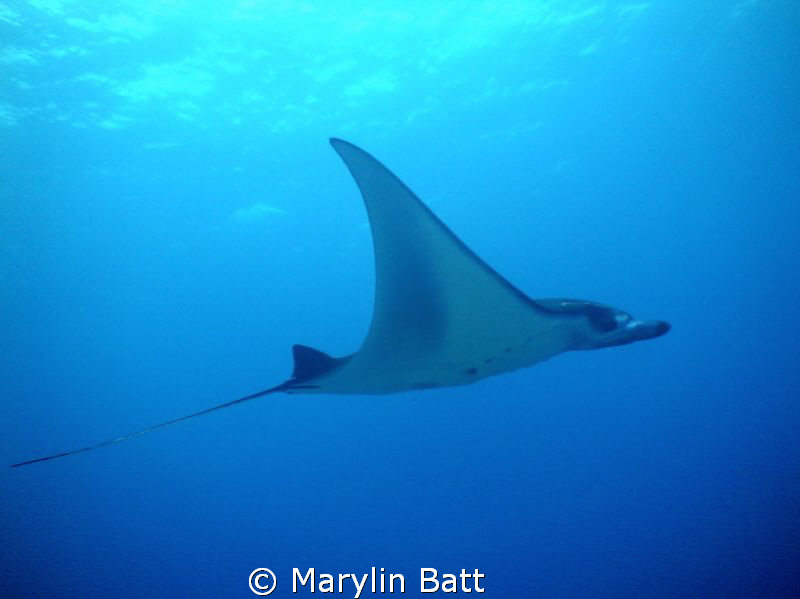 One of the Mantas from Tubbataha Marine park.
Nikonos V . by Marylin Batt 
