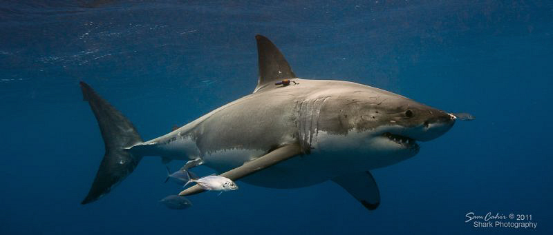 Introducing Kiwi the 4.4m female Great White.  The orange... by Sam Cahir 