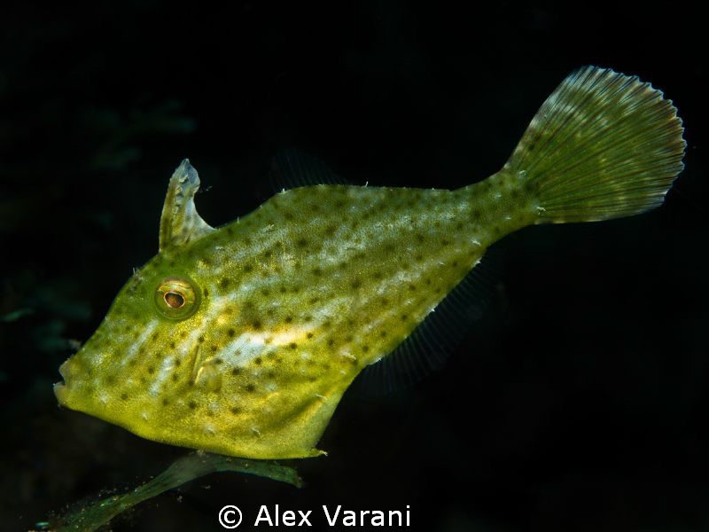 Green in Lembeh by Alex Varani 