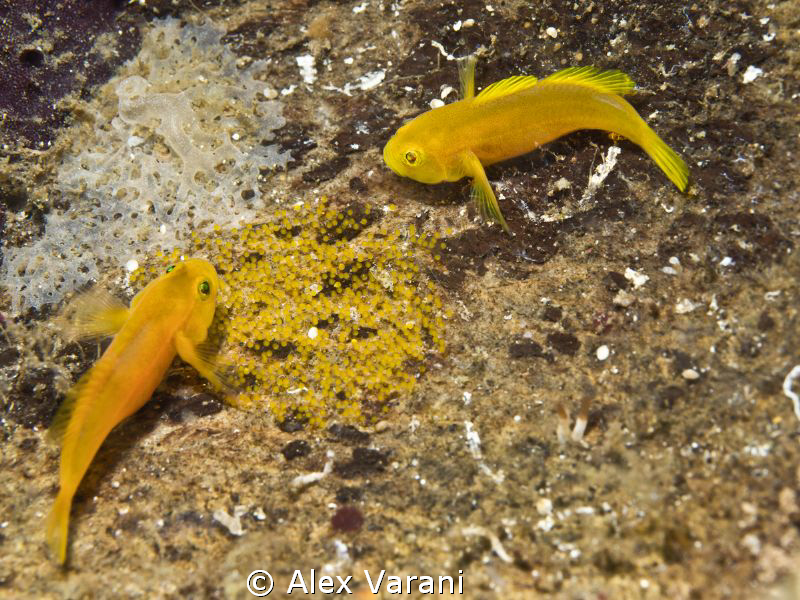 Yellow in Lembeh by Alex Varani 