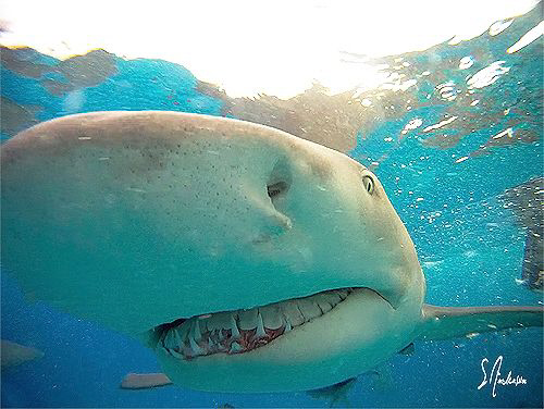 Very active Lemon Sharks found near the surface at Tiger ... by Steven Anderson 