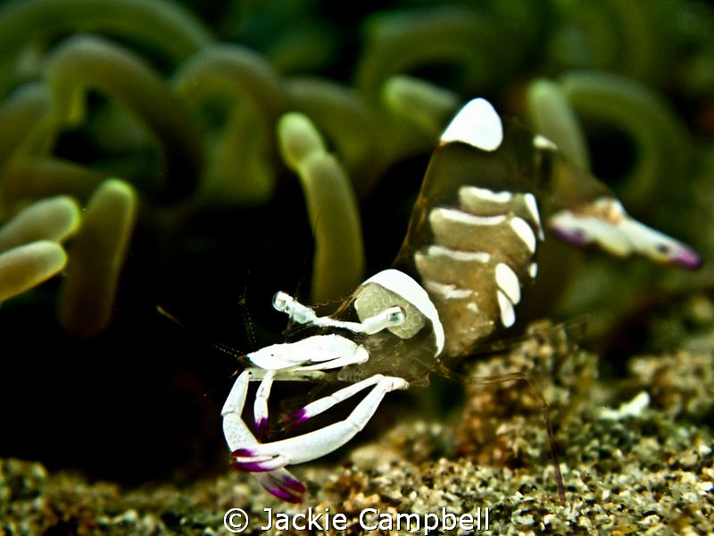 Anenome shrimp
Canon S90 and 2 x close up lens, with ino... by Jackie Campbell 