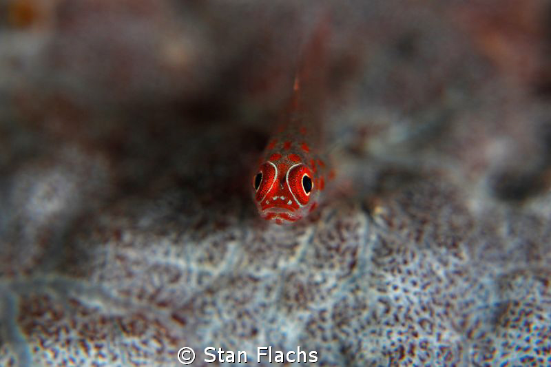 Red head by Stan Flachs 