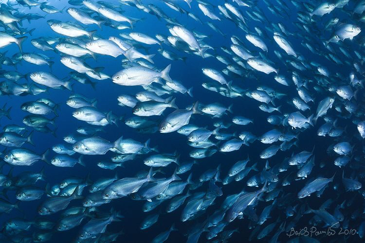 traffic :)
butter fish bait ball (gyperoglyphe)
movie -... by Boris Pamikov 