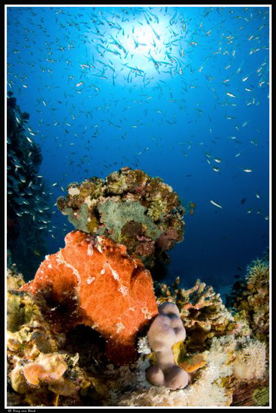 Frogfish in the sun... by Dray Van Beeck 