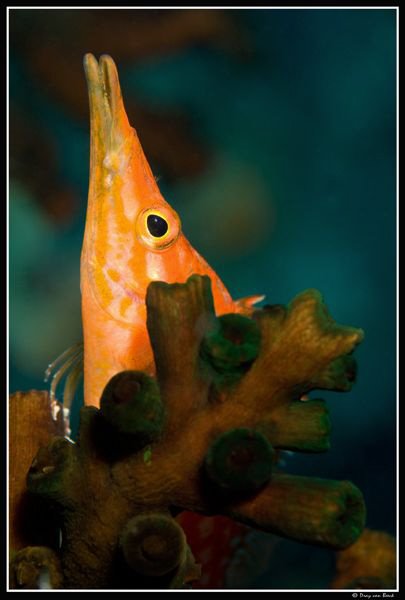 Longnose hawkfish by Dray Van Beeck 