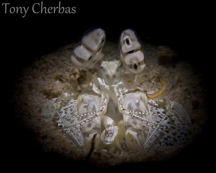 Spearing Mantis with Snoot by Tony Cherbas 