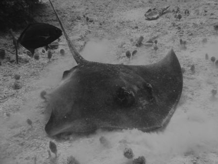 Stingray in the Bahamas. Taken with Sony Cybershot B/W by Kelly N. Saunders 