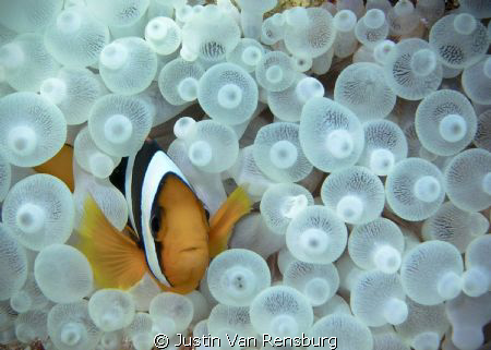 Two bar Anemone fish (I think).  I had always wanted to t... by Justin Van Rensburg 