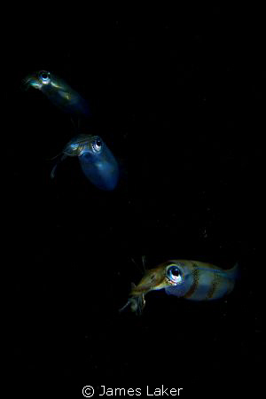 Baby Squid on Mabul Nightdive by James Laker 