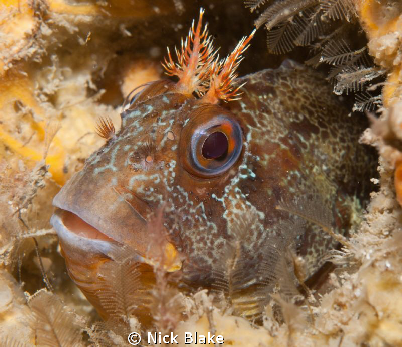 Tompot Blenny photographed on a wreck dive off Swanage.
... by Nick Blake 