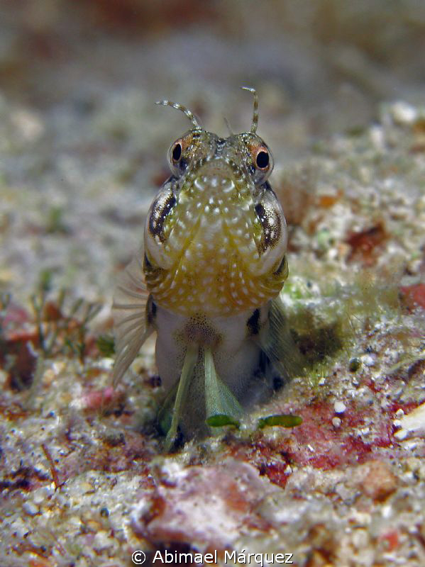 Blenny, Culebra, PR. by Abimael Márquez 