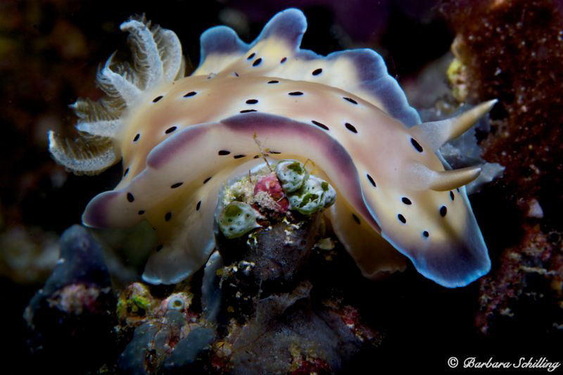 Chromodoris on the move by Barbara Schilling 