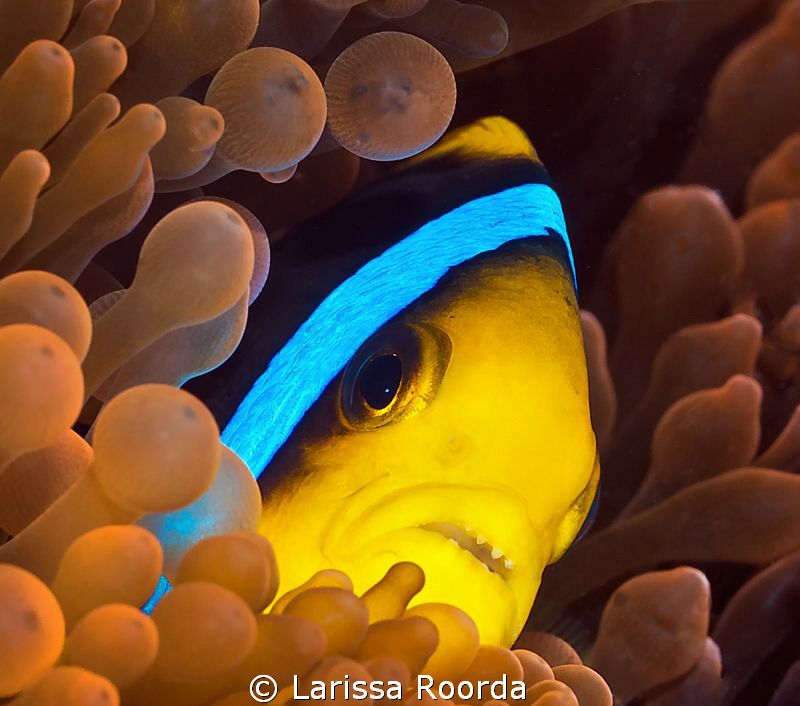 Cautious_Fiji. by Larissa Roorda 