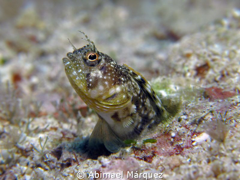 Profile Blenny, Culebra, PR. by Abimael Márquez 