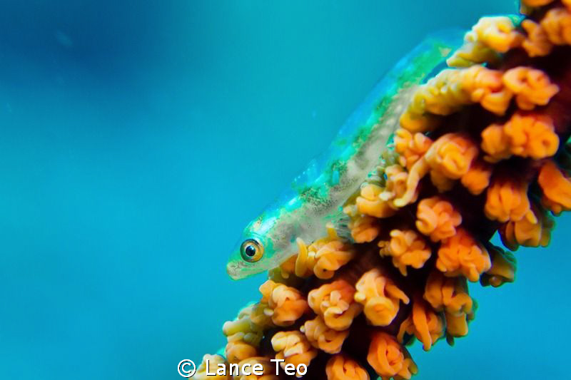 little goby on coral whip by Lance Teo 