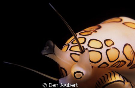 Night dive, 105mm macro lens, found this Flamingo Tongue ... by Ben Joubert 