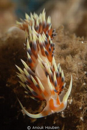 Caloria indica by Anouk Houben 
