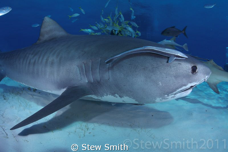 A close up of Smiley by Stew Smith 