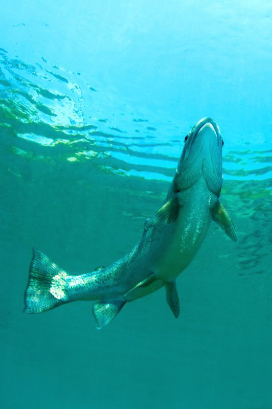 Rainbow Trout in Capernwray Lake, N England by Paul Colley 