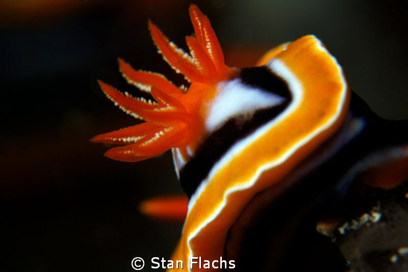 Gills by Stan Flachs 