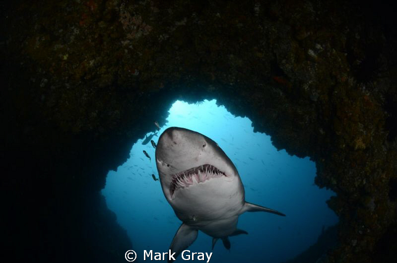 "The Cod Hole Nurse" by Mark Gray 