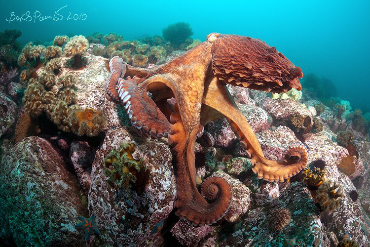 "Yes ... I am beautiful"
/Giant octopus Dofleini (1) by Boris Pamikov 