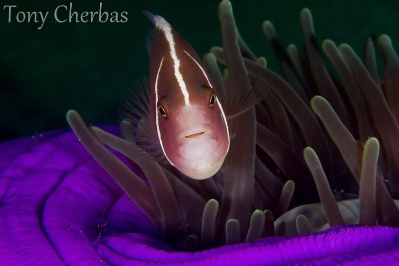 Hypnosis by Tony Cherbas 