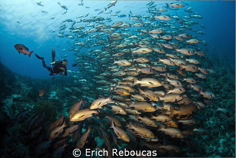 Snappers and diver by Erich Reboucas 