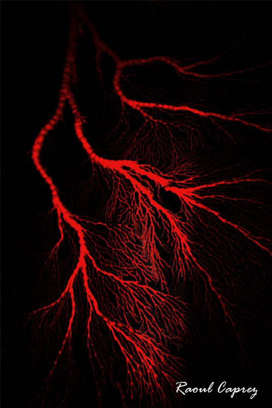 Red lightning by Raoul Caprez 