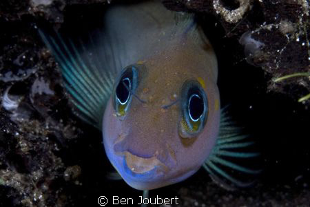 Found this colorful guy in a dead log, so he was pretty e... by Ben Joubert 