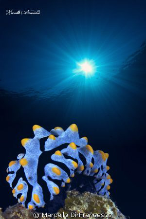 nudi in blue by Marcello Di Francesco 