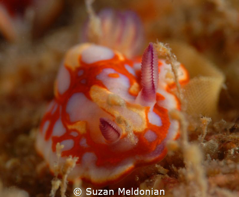 Chromadoris binza laying her eggs.. by Suzan Meldonian 