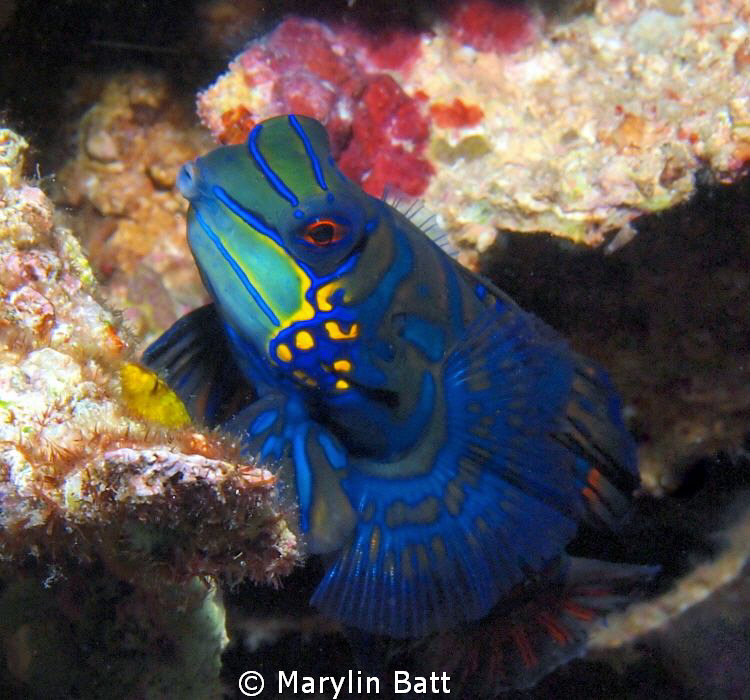Beautiful male mandarin fish. by Marylin Batt 