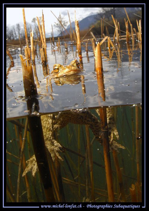 Toad Time... :O)... by Michel Lonfat 