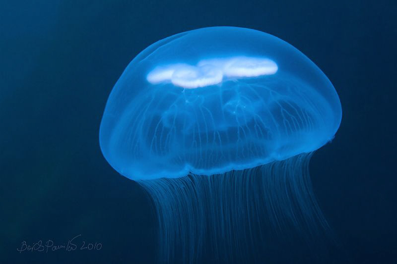 imitating x-ray photographer Nick Veasey
http://www.nick... by Boris Pamikov 
